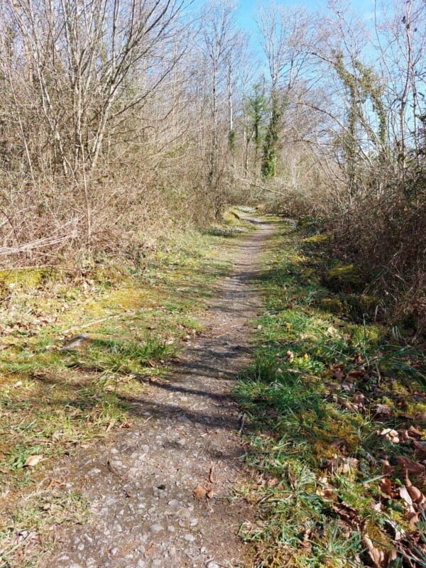 Attyslany path into the Woodland